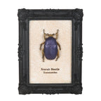 Scarab Beetle Framed Wall Art Print
